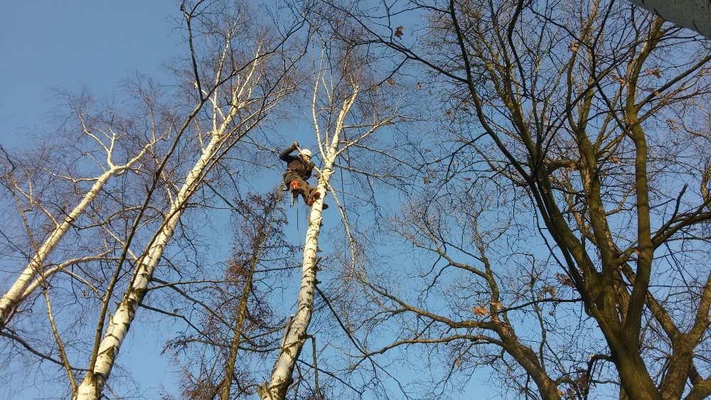 Wycinka drzew /alpinistycznie /z podnośnika