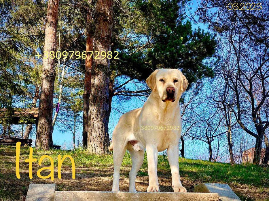 Лабрадор Ретрівер Золотистий, в"язка. Labrador Retriever