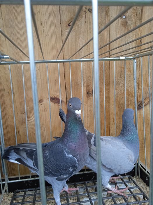 Pocztowe kolorowe ozdobne młode