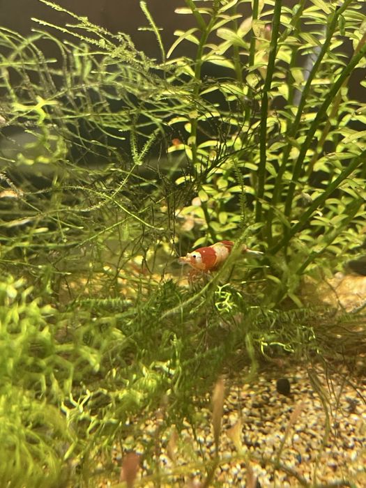 Camarões red crystal