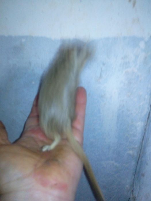 Декоративні кольорові миші піщанки