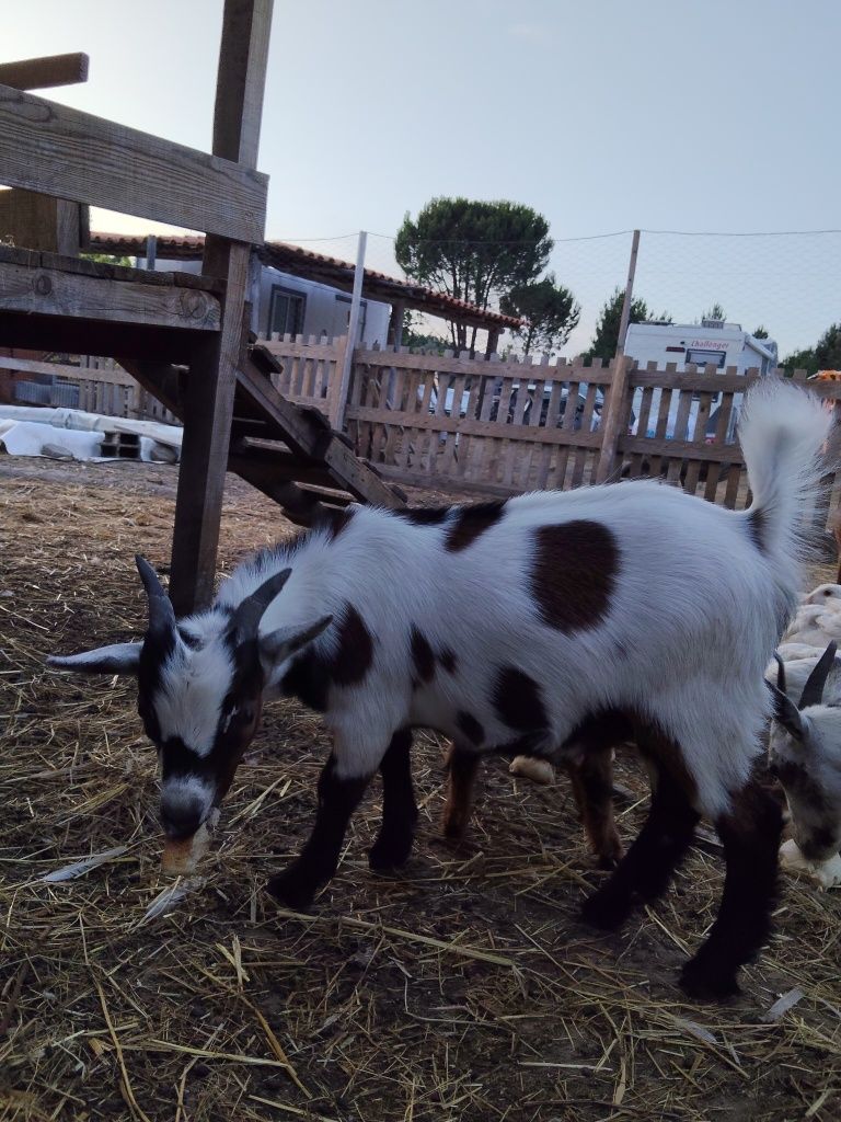 Cabrito anão - 3 meses