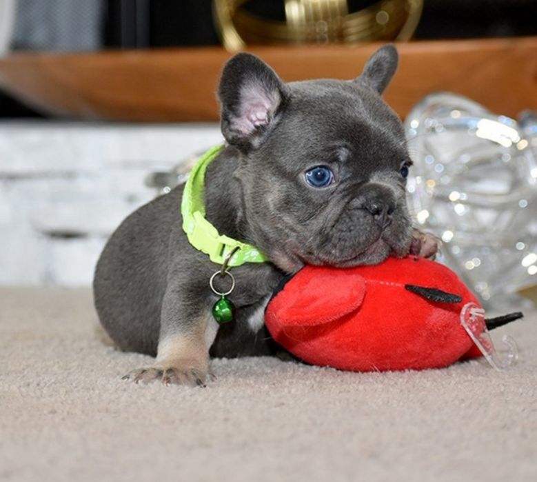 Дівчинка квіточка блакитна