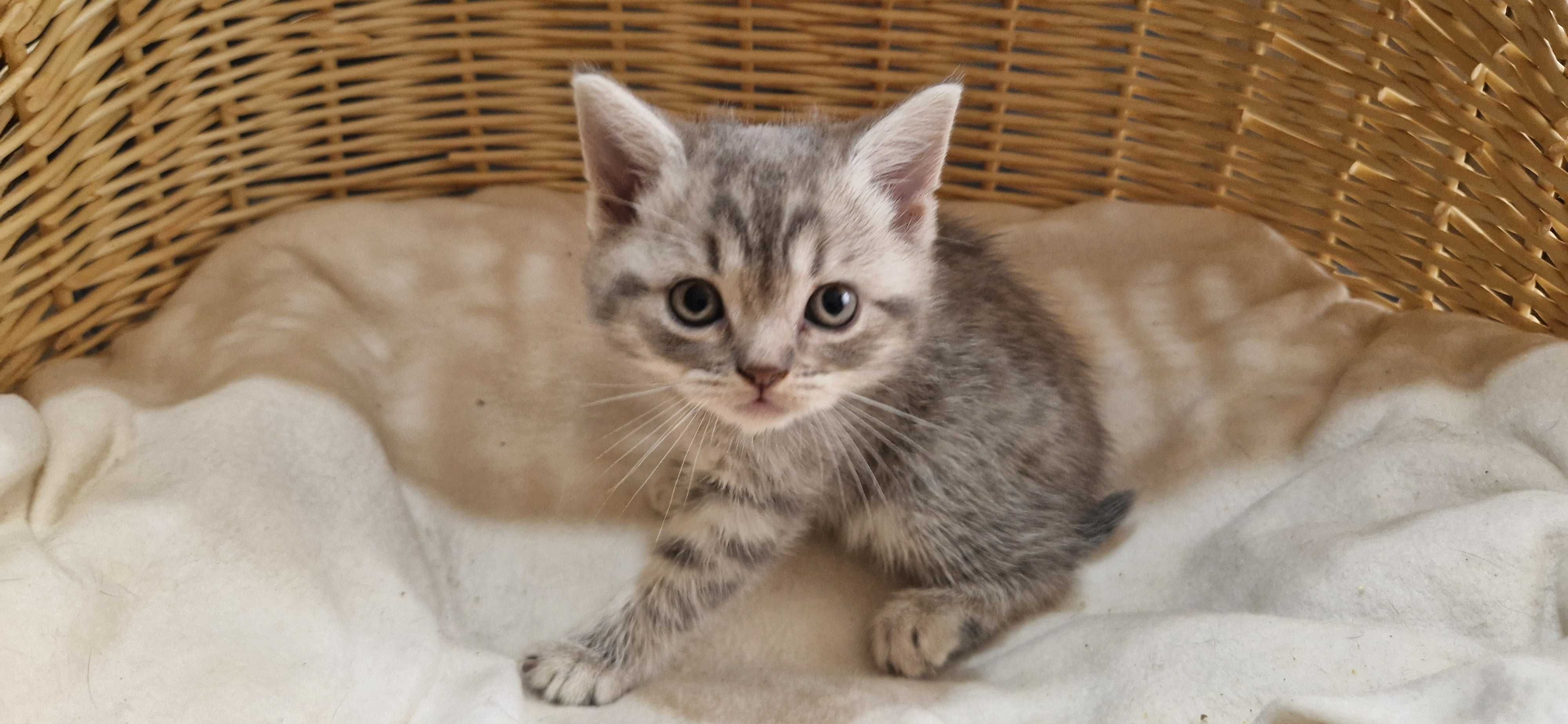 Kotka Szkocka zwisłoucha Silver Tabby