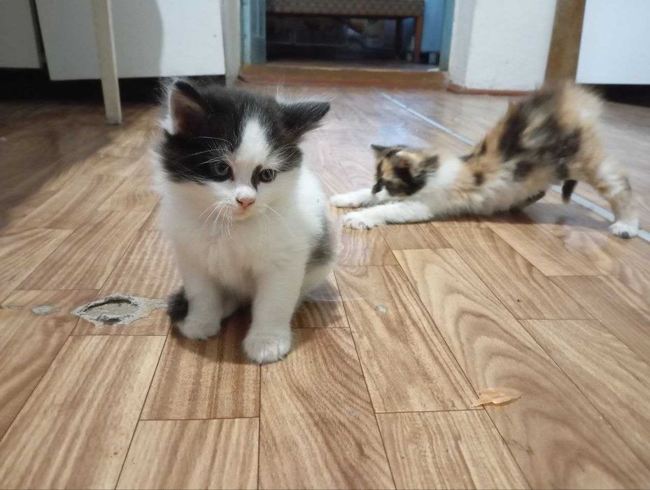 Кошенята дівчатка