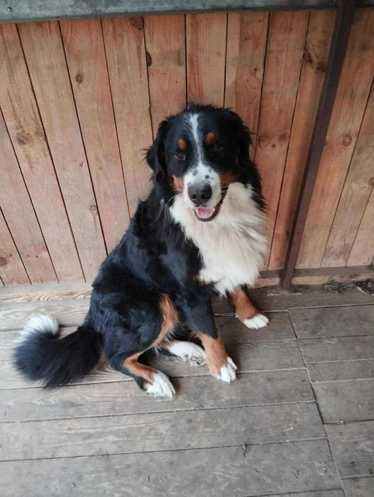 Oddam pieska w dobre ręce