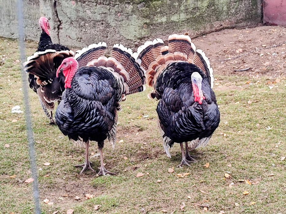 Indyki Bronz Szerokopierśny