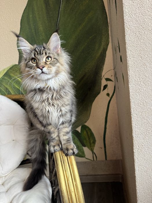 Продається кіт Мейн кун