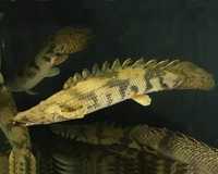 Polypterus Endlicheri