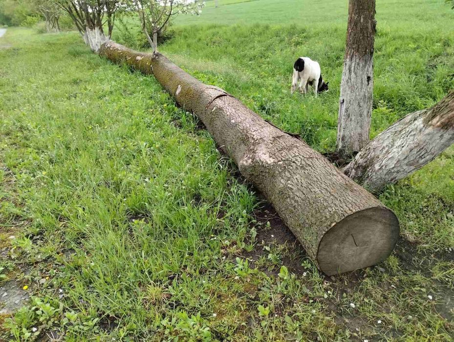 Продам ясень кругляк