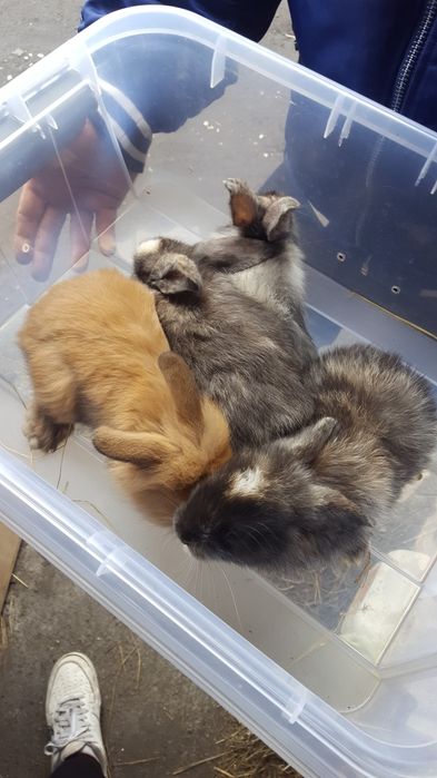 Królik karzelek Tedi mega promocja