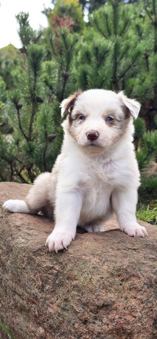 Border collie piesek -red merle ZkwP FCI