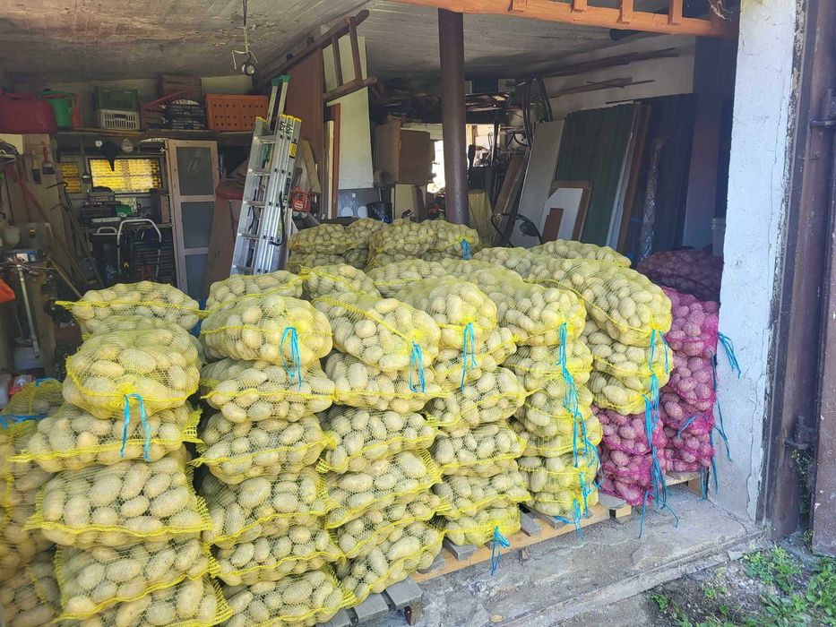 Sprzedaje własne ziemniaki jadalne na zime Denar ,Lily 70 groszy kg