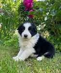 Piesek Border Collie szczeniak