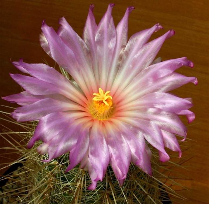 Kaktusy zestaw 3szt.(Leuchtenbergia, Thelocactus, Aylostera)