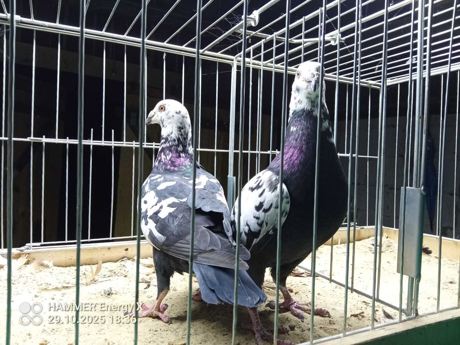 Sprzedam pocztowe tygrysy