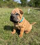 Szczeniak shar pei z rodowodem zkwp, domowa hodowla FCI