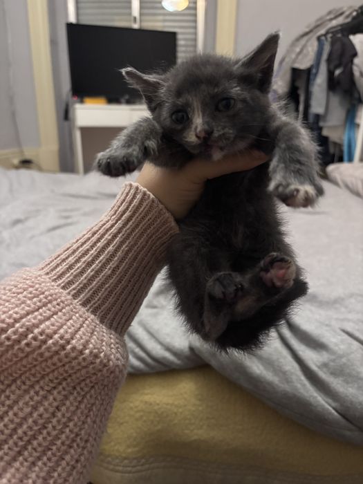 Gatinhas para adoção