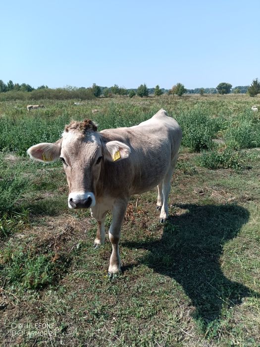 Продам нетелів.        .