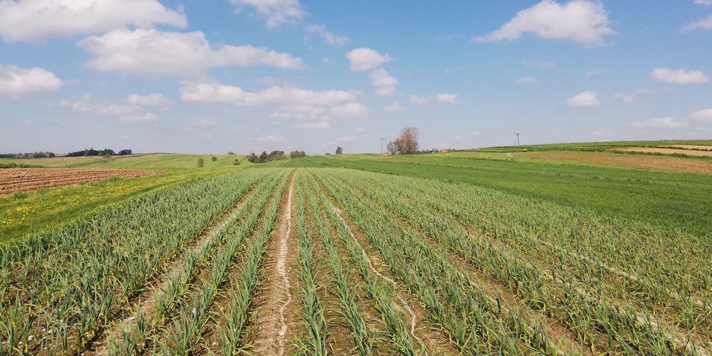 Czosnek zimowy Harnaś 5 kilogramów