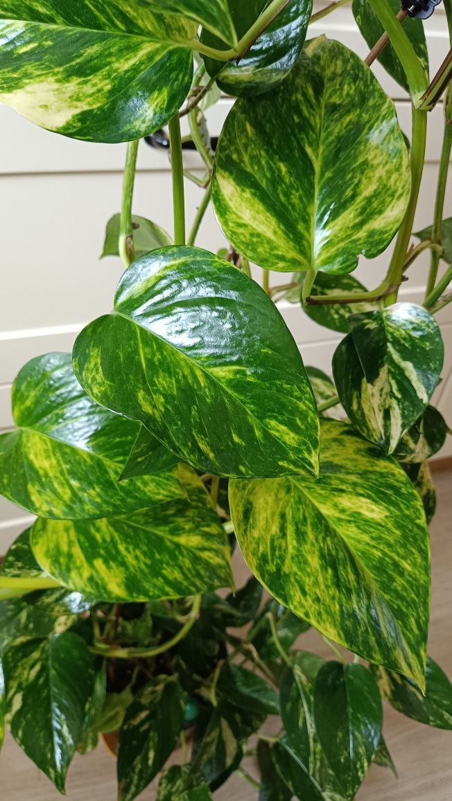 Epipremnum Aureum (złociste). Długość pędów ok 3 metry.