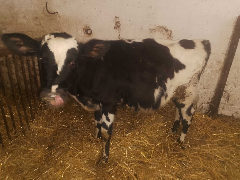 Sprzedam jałówkę do dalszego howu