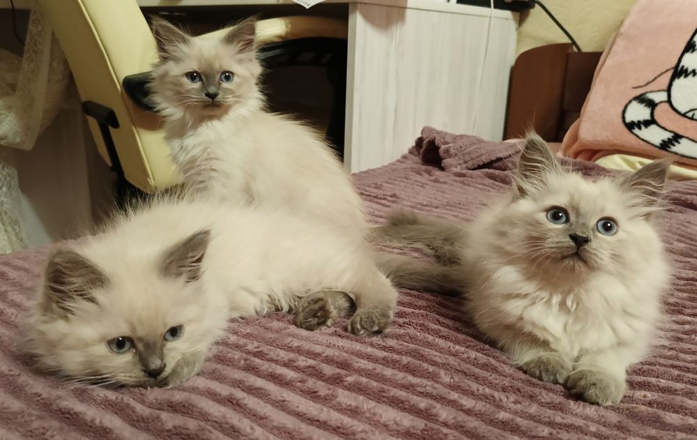 Котята Невские Маскарадные