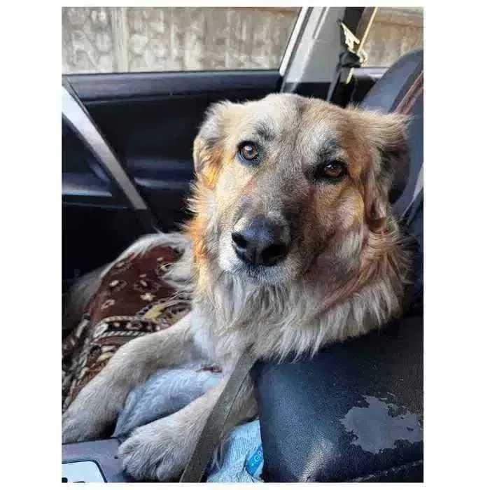 Пес ищет семью и дом