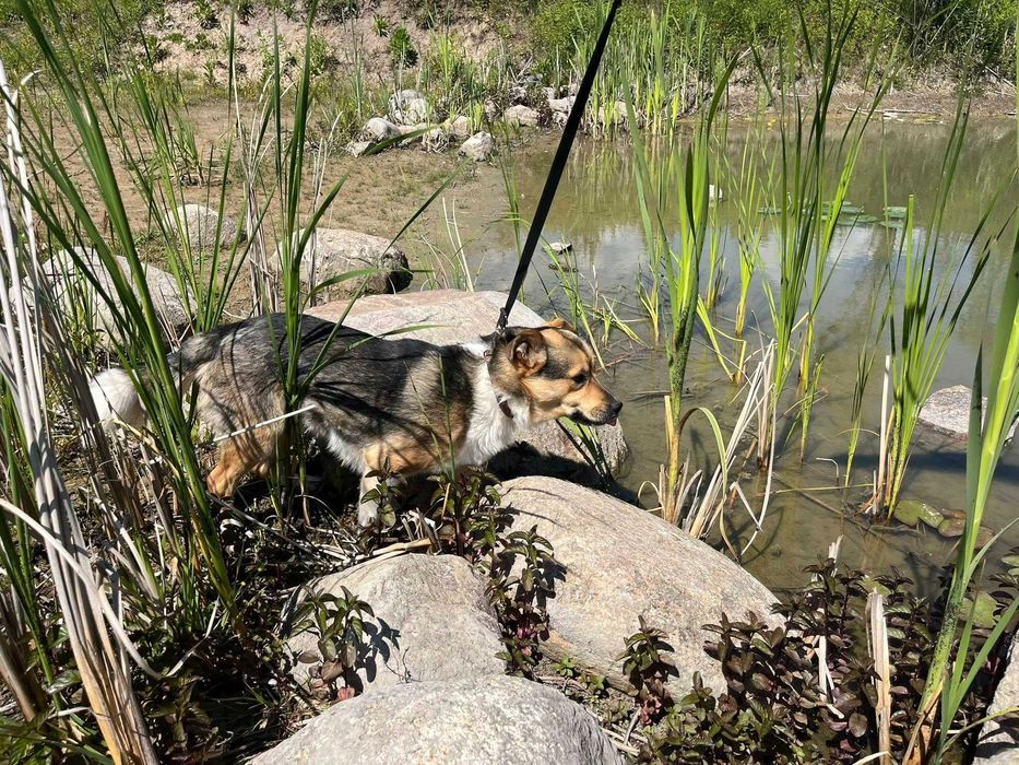 Proludzki i towarzyski psiak czeka na dom
