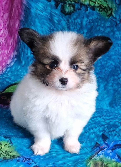 Suczka   spaniel kontynentalny miniaturowy papillon.