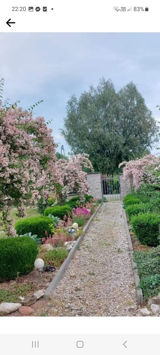 Sadzonki krzewów liliowic,hortensjaja itp
