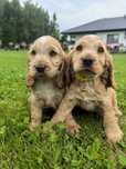 Śliczny szczeniak cocker spaniel