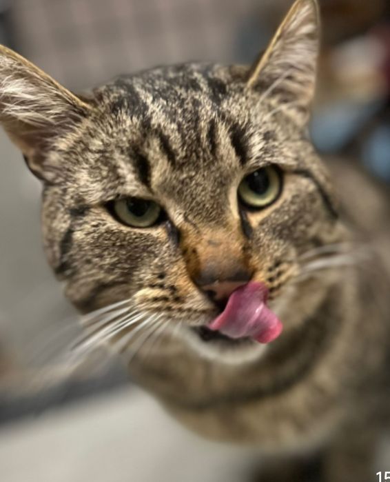 Kochany Borys prosi o dom..