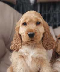 Cocker spaniel angielski