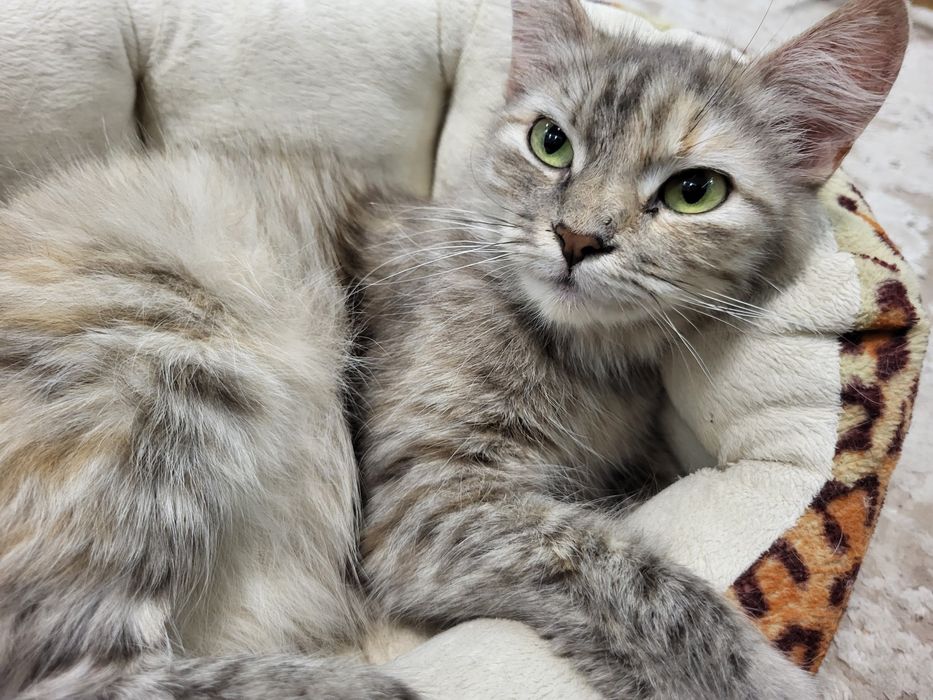 Киці, кицьки віддам у добрі руки