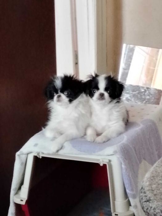 Цуценятка Японського хіна