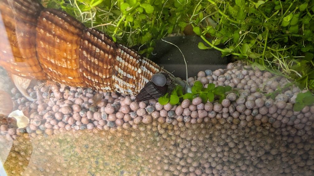 Tylomelania sp. (Yellow spotted rabbit snail)
