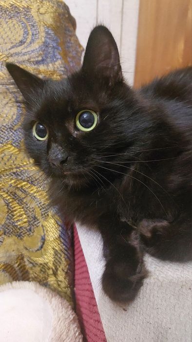 Пухнастий молодий котик з очима по вісім копійок)