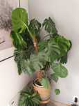 Monstera kwiat domowy