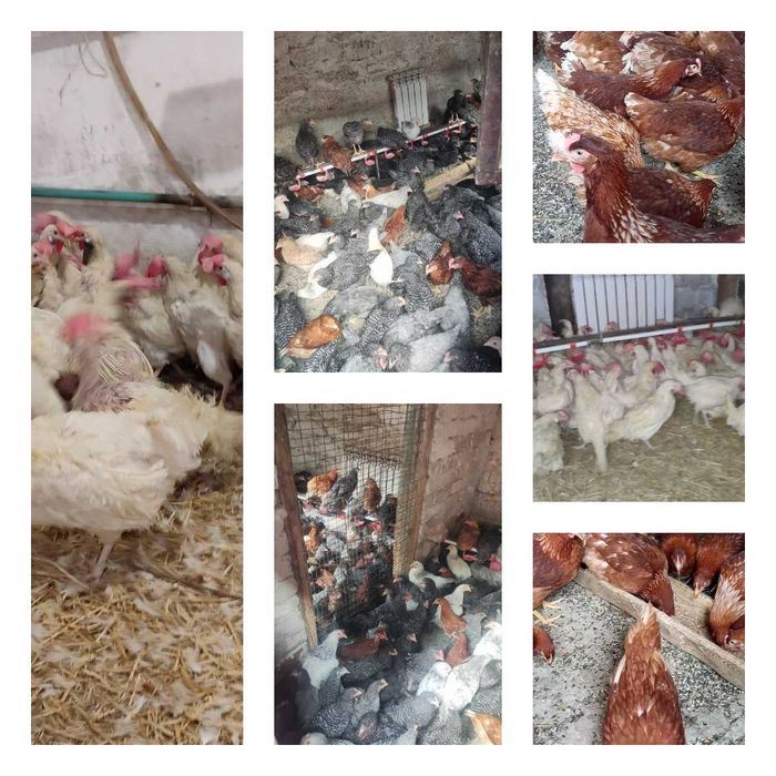 Продам кури несушки! Доставка безкоштовна. Любар