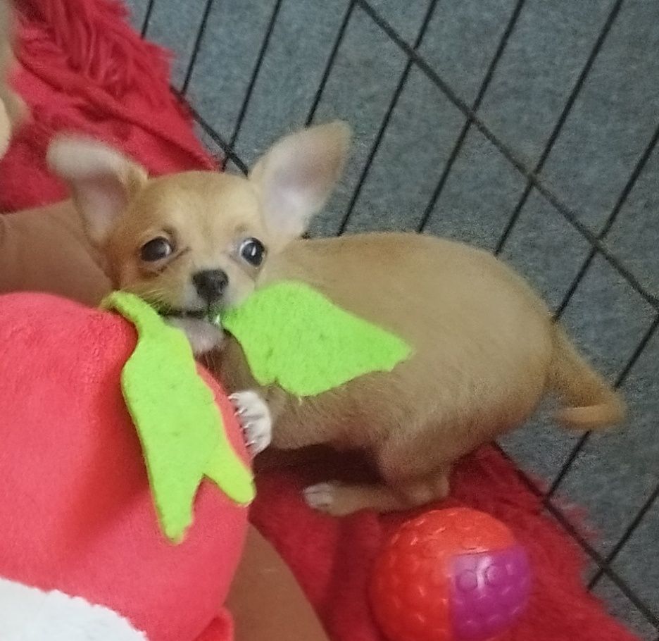 Chihuahua miniaturowa sunia