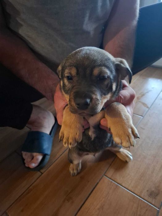 Szczeniaki labradory