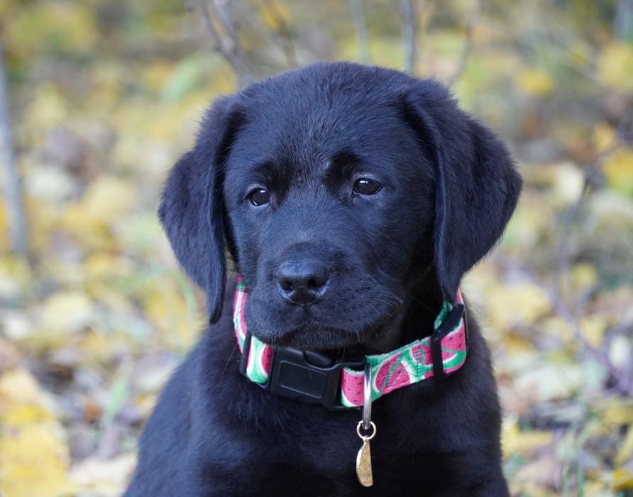 Labrador retriever-   czarny  piesek   ZKwP/FCI - gotowy do odbior