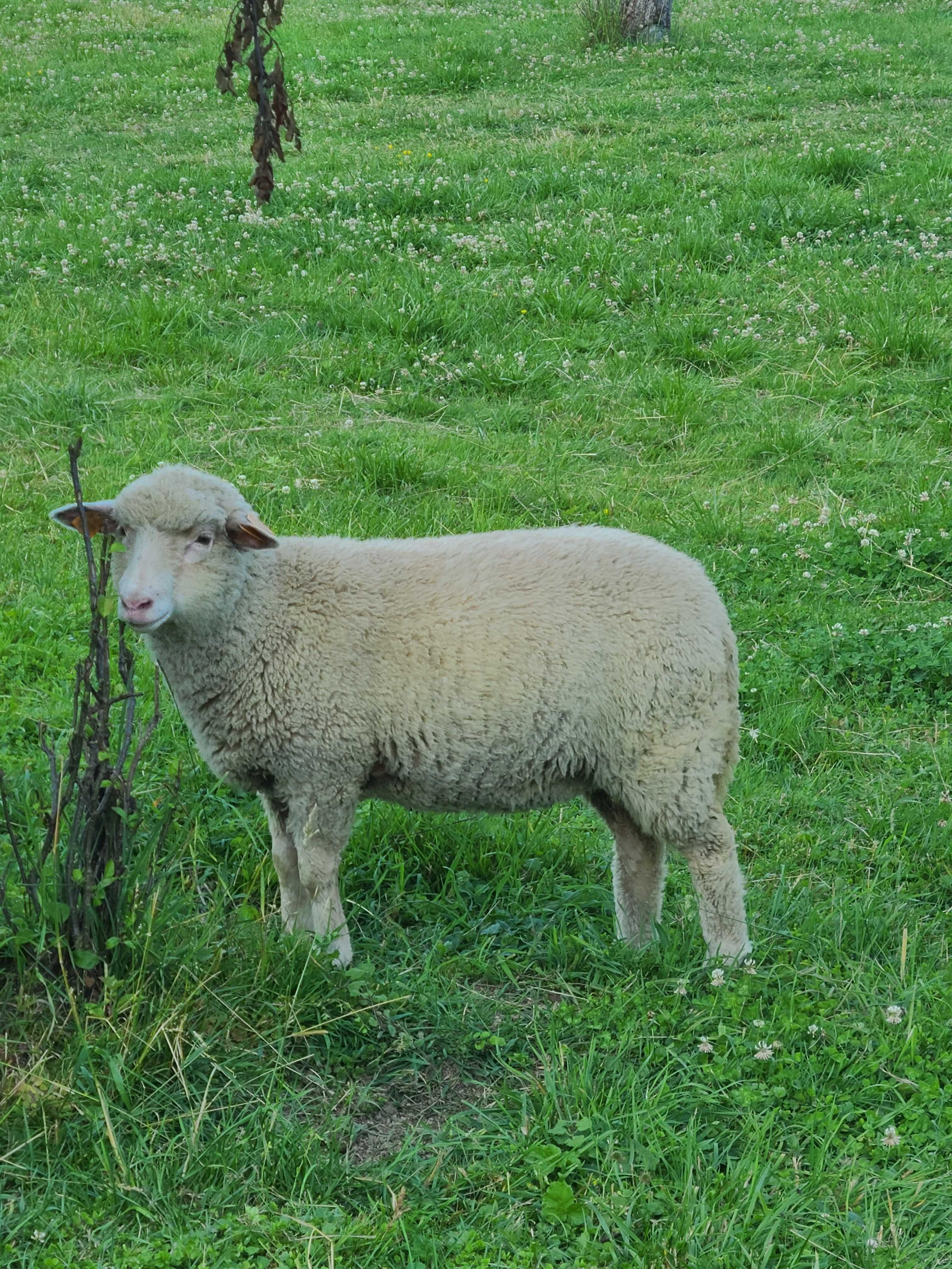 Owce Pogórza Jagnięta  (rasa mięsna)