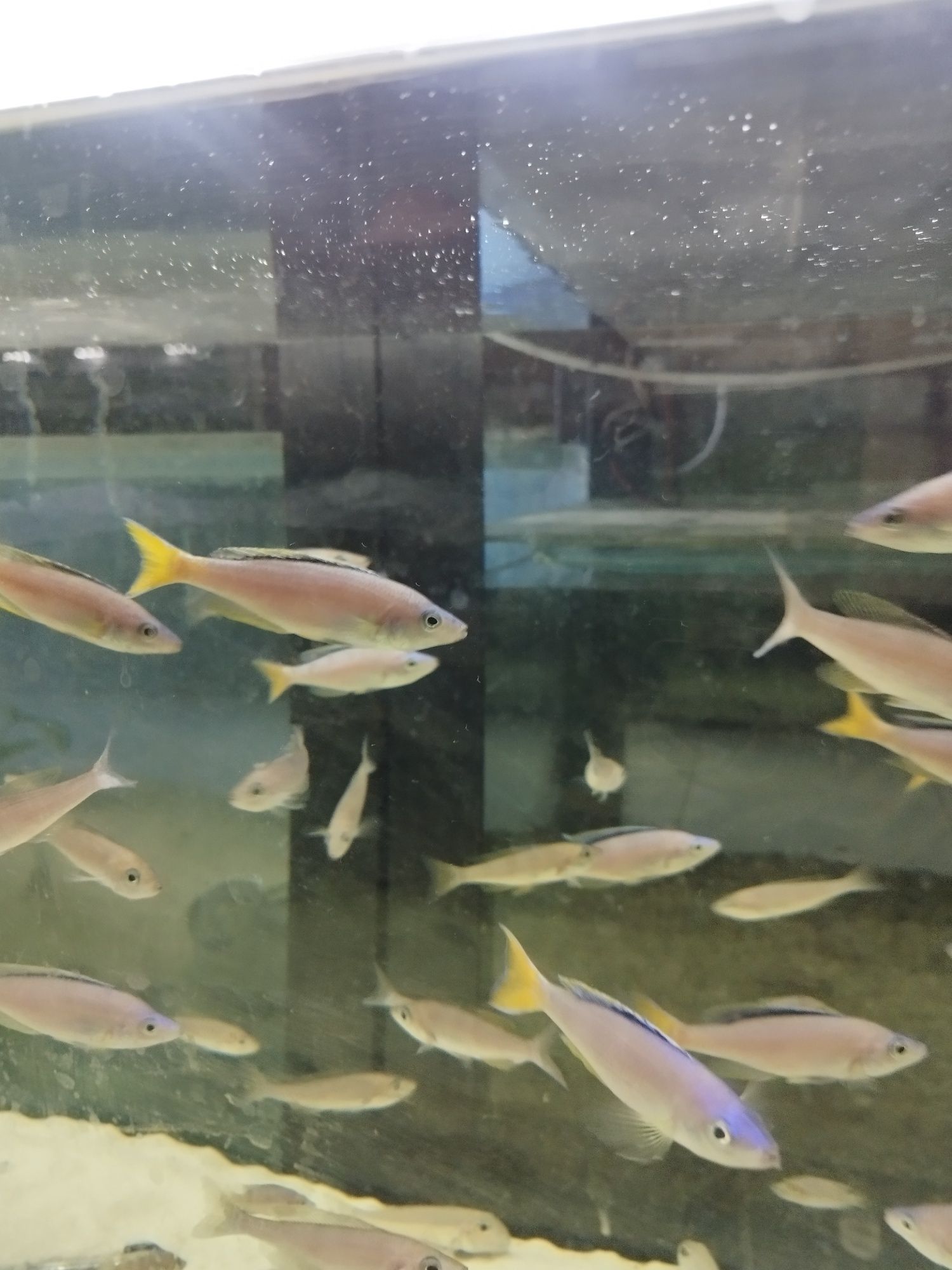 Cyprichromis sp. Leptosoma Mpulungu tanganika