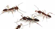 Odontomachus monticola 1Q 20-30W