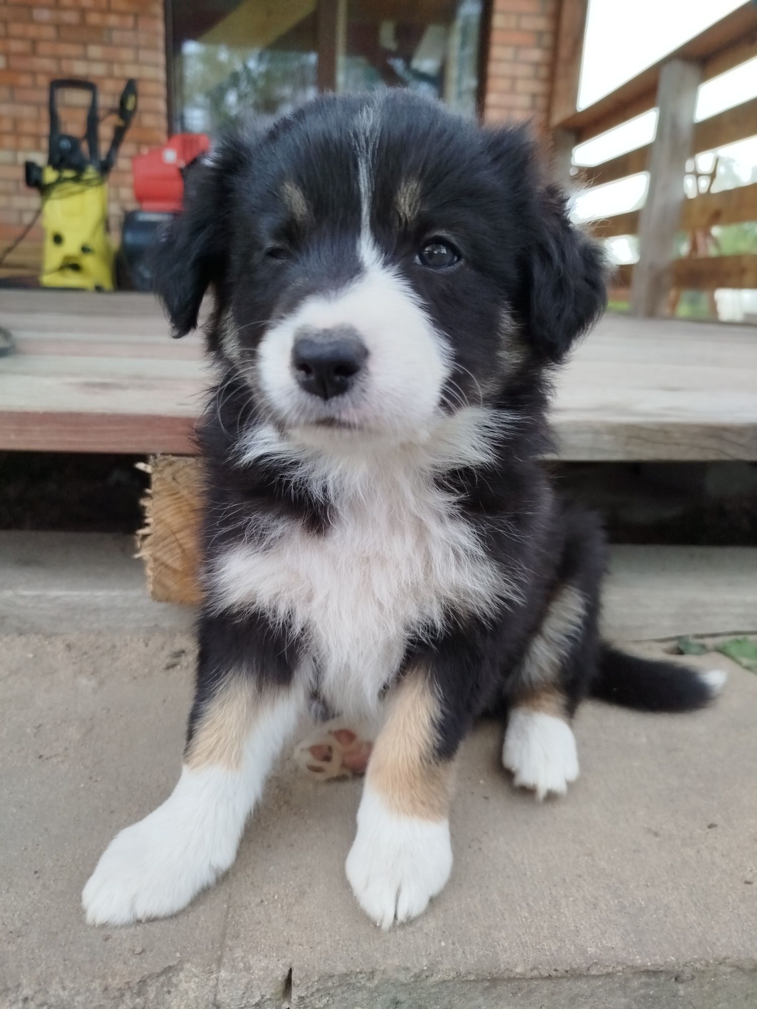 Suczka Border Collie, gotowa do odbioru