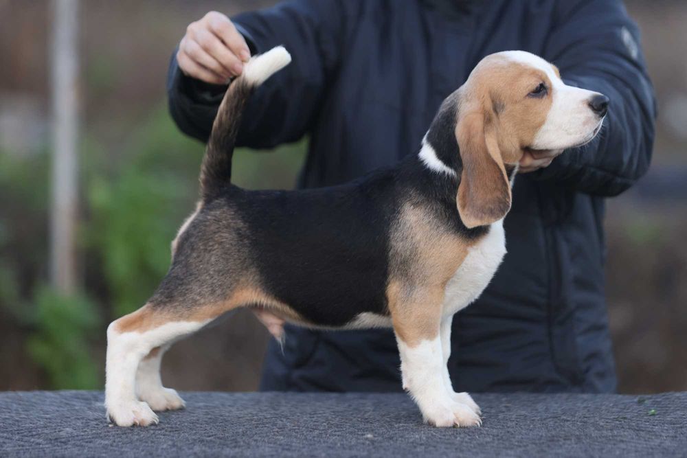 Краще цуценя бігля