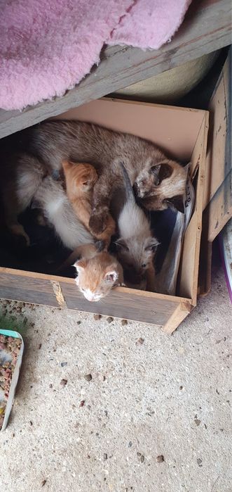 Dou gatinhos com 2 meses