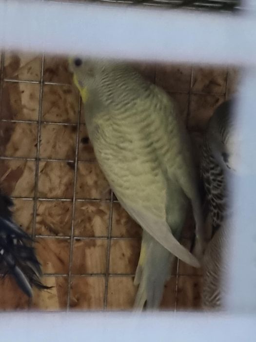 Casal de periquiros de poupa + 3 filhotes ja grandes